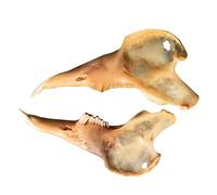 Modèle d'os squelettique animal - Modèle de squelette de menton de lapin - Dent de lapin Réplique naturelle d'os - pour l'enseignement de la recherche vétérinaire, collection d'art, 1 paire