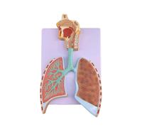 Modèle double face du système respiratoire humain, modèle plat de 30 cm avec voies respiratoires et alvéoles élargies amovibles. Humain Amovible des(Style A)