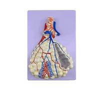 Modèle double face du système respiratoire humain, modèle plat de 30 cm avec voies respiratoires et alvéoles élargies amovibles. Humain Amovible des(Style B)