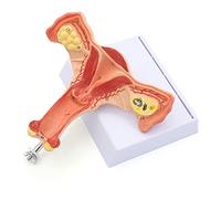 Modèle d'ovaire utérus féminin Modèle d'anatomie génitale féminine Modèle d'enseignement médical
