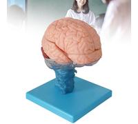 Modèle du cerveau humain, anatomie du cerveau humain grandeur nature, 15 parties démontables, anatomie médicale, agrandissement du cerveau/thalamus, outil d'enseignement et d'apprentissage