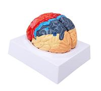 Modèle du cerveau humain, artère cérébrale, couleurs partitionnées, cerveau droit gauche, assemblé, outil éducatif, formation médicale, apprentissage en classe, étude d'anatomie,