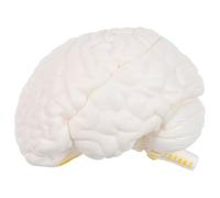 Modèle du Cerveau Humain en Pvc, Anatomie Détaillée | Décomposition en Trois Parties, Coupe Interne Précise, Démonstration Interactive, pour Cours et Étude Médicale