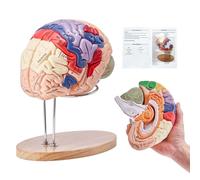Modèle du cerveau humain - Etude anatomique - 4 pièces - Inscrites - agrandi 2 fois