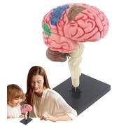 Modèle du cerveau pour la psychologie - Kit d'anatomie éducatif, affichage MED | Assaissement de dissection de bricolage réaliste avec stand, réplique d'organe humain pour les étudiants enseignant en