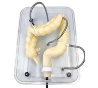 Modèle du côlon pour la formation médicale, modèle de formation à la coloscopie virtuelle pour comprendre la structure interne et la pathologie du côlon pour l'enseignement des soins infirmiers