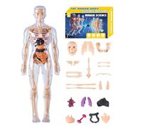 Modèle du Corps Humain 3D,Modèle de Squelette Humain Jouet Éducatif - Kit Éducatif d'Assemblage pour Enseignants Élèves Garçons Filles Classe Maison Art et Science