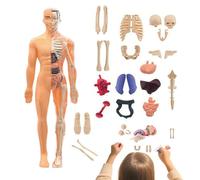 Modèle du corps humain - ABS 28,5 x 10 cm, modèle anatomique interactif avec pièces détachables, salle de classe, étude médicale | Outils d'étude 3D pour l'école, le laboratoire, le bureau