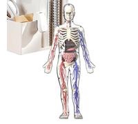 Modèle du corps humain de l'anatomie - Puzzle d'apprentissage 4D, Kit scientifique précoce | Jouet de structure d'organes interactive éducative, cadeau de squelette musculaire réaliste outil parfait p