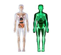 Modèle Du Corps Humain - Manik Artist | Figures D'action De Mannequins Pour Artistes, Modèle De Muscle De Luxe, Modélisation Anatomie Du Torse Humain Avec Coeur, Tête, Cerveau, S