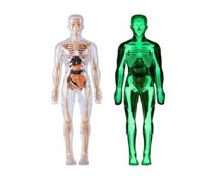 Modèle Du Corps Humain - Manik Artist | Figures D'action De Mannequins Pour Artistes, Modèle De Muscle De Luxe, Modélisation Anatomie Du Torse Humain Avec Coeur, Tête, Cerveau, S