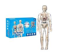 Modèle du Corps Humain | Modèle Anatomie Corps Humain | Figurine Pédagogique pour Étude Médecine École Maison Apprentissage Étudiants
