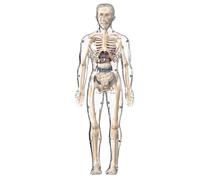 Modèle du Corps Humain - Modèle Scientifique d'Anatomie du Corps Humain,Figurine Squelette Réaliste Éducative Interactive Pour Apprentissage École Maison