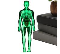 Modèle du Corps Humain pour Les - 12 Pouces Anatomie Science Figuring Jouet pour Les étudiants préscolaires, Apprentissage à Domicile avec des pièces interactives du Squelette et des Organes,