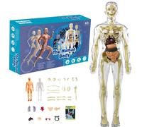 Modèle du corps humain pour les enfants, 11,2 pouces Modèle d'anatomie humaine réaliste avec des outils d'étude d'orgue et de squelette amovibles, d'anatomie et de physiologie pour les enfants âgés d