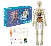 Modèle du Corps Humain pour Les Enfants, 28, 5 cm Modèle d'anatomie Humaine avec des Organes Amovibles et du Squelette, des Jouets éducatifs STEM, Un kit Scientifique interactif (Clair)