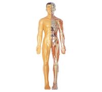 Modèle du Corps Humain pour Les Enfants, modèle d'anatomie Humaine réaliste, modèles squelettes définit Le Corps détachable de Bricolage, kit d'affichage de l'anatomie éducative pour Les Cadeaux pou
