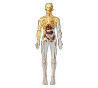 Modèle du Corps Humain pour Les Enfants, modèle d'anatomie Humaine réaliste, modèles squelettes Ensemble bricolable Corps détachable, kit d'affichage de l'anatomie éducative pour Les Cadeaux pour en
