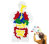Modèle du Corps Humain,Puzzle Décoratif du Système Digestif | Jeu Éducatif pour Coordination Main-Œil Adolescents Enseignants