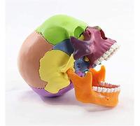 Modèle du crâne Couleur de l'anatomie Humaine 15 pièces Modèles réalistes et précis Modèles Flexibles et détachables 18 15 10 cm