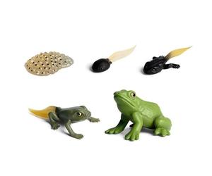 Modèle du cycle de vie de la grenouille - Modèle de croissance de la grenouille animal, jeu de figurines biologiques de croissance, phases de développement des grenouilles réalistes, jouet éducatif