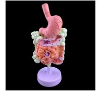 Modèle du gros intestin d'anatomie gastro-intestinale humaine système digestif - d'organe humain