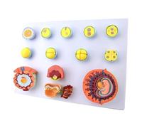 Modèle du processus de fécondation humaine et de développement embryonnaire précoce, mannequin fœtal d'obstétrique de qualité supérieure, for démonstrations pédagogiques médicales.