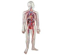 Modèle Du Système Circulatoire Humain Modèle Anatomique Du Système Circulatoire Humain,Cœur Détachable,Réseau Vasculaire Artériel et Veineux Complet PVC Outil Pédagogique Médical A
