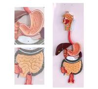 Modèle du système digestif humain - Taille réelle, ventre amovible en 2 parties, cavité nasale, pharynx, foie, rectum, intestin, détails du tractus gastro-intestinal et des organes