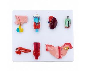 Modèle du Système Endocrinien Humain, Support Pédagogique Danatomie pour Lenseignement De La Biologie, Planche en PVC Colorée Représentant Lhypophyse, La Thyroïde, Les Glandes Surrénales Et Le
