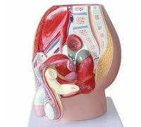 Modèle du système reproducteur Masculin Humain, modèle de cavité pelvienne Masculine, modèle du système reproducteur et urinaire Masculin 1:1, modèle du système urinaire pour Les hôpitaux