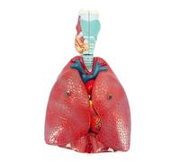 Modèle du système respiratoire et pulmonaire humain, grand modèle amovible en 7 parties montrant le larynx, la coupe coronale du cœur, les poumons et le diaphragme. Humain Amovible des
