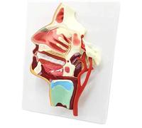 Modèle du système vasculaire et nerveux, modèle d'anatomie neurovasculaire oro-naso-pharyngée, étude détaillée des nerfs crâniens en PVC médical Humain Amovible des