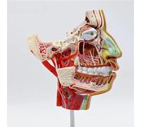 Modèle Du Système Vasculaire Et Nerveux&Nbsp;: Tête Et Visage. Outil Pédagogique Pour L’Étude De L’Anatomie. Modèle Du Système Nerveux A