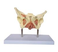 Modèle D'utérus Pelvien Féminin, Modèle D'anatomie De L'utérus, Modèle D'organes Humains Amovibles pour La Famille Et l'enseignement De La Médecine, Explication