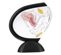 Modèle d'utérus reproducteur 3D transparent pour l'anatomie du système reproducteur féminin pour l'apprentissage éducatif, outils d'enseignement, 21 x 8 x 23 cm