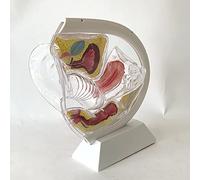 Modèle D'utérus Transparent Démonstration De Coupe Menstruelle Modèle D'enseignement Contraceptif Organe Reproducteur Féminin Modèle Anatomique De L'ovaire Pelvien Système Reproducteur Utérin
