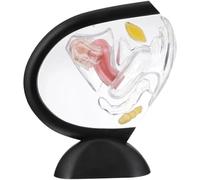 Modèle D'utérus Transparent, Modèle Anatomique Du Vagin Humain, Modèle D'organe Reproducteur Féminin, Cadeaux D'utérus, Modèles D'enseignement Médical, Simulation De Communication Gynécologique Entre