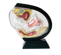 Modèle d'utérus transparent Modèle anatomique Structure utérine visible Anatomie utérine Cavité pelvienne Vessie abdominale Ovaire Enseignement droit