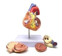 Modèle éducatif 2X Modèle Anatomique de cœur Humain agrandi, modèle de cœur anatomiquement précis Anatomie du Squelette