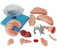 Modèle éducatif à assembler - Modèle cérébelleux amovible - Modèle anatomique démonté - En PVC - Compatible avec l'école, l'éducation