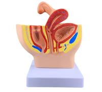 Modèle éducatif Anatomie des Organes génitaux féminins Modèle du système reproducteur féminin Modèle Anatomique génital sagittal féminin for l'étude de l'enseignement