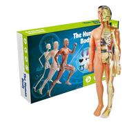 Modèle éducatif anatomique - Figurine réaliste de la structure du corps humain, outil d'affichage scientifique | Accessoire éducatif pour étudiants, formation médicale, enseignement en classe