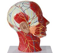 Modèle éducatif crâne Humain tête Cou modèle Anatomique Scientifique Anatomie Humaine Plan sagittal modèle de Nerf muscu