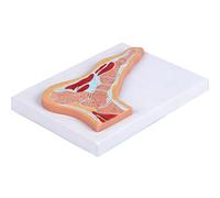Modèle éducatif d ' anatomie de l ' articulation du pied en PVC, modèle anatomique sectionnel de l ' articulation du pied de la cheville pour l ' éducation et les paramètres cliniques, portable