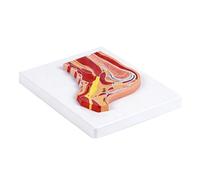 Modèle éducatif d'anatomie des épaules avec code couleur pour les muscles et les ligaments pour les étudiants et les professionnels de la santé
