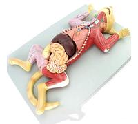 Modèle éducatif d'anatomie du chat - Organes internes - Muscles nerfs - Vétérinaires et animaux d'élevage - Enseignement des animaux