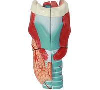 Modèle éducatif d'anatomie laryngée, modèle d'anatomie laryngée à grossissement 3 fois, modèle d'anatomie du larynx pour l'éducation médicale