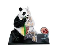 Modèle éducatif de dissection d ' anatomie de panda pour l ' enseignement médical et l ' apprentissage des sciences avec des organes détaillés Modèle animal éducatif à assemblage facile