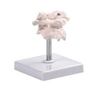 Modèle éducatif de vertèbres osseuses occipitales pour démonstration médicale et cours d'anatomie avec design rotatif Modèle de colonne cervicale